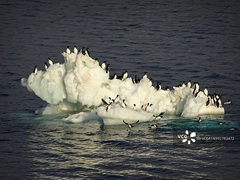 栖息在融冰上的北极海鸠图片素材