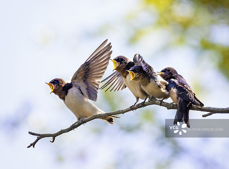 等待喂食的四只家燕幼鸟图片素材