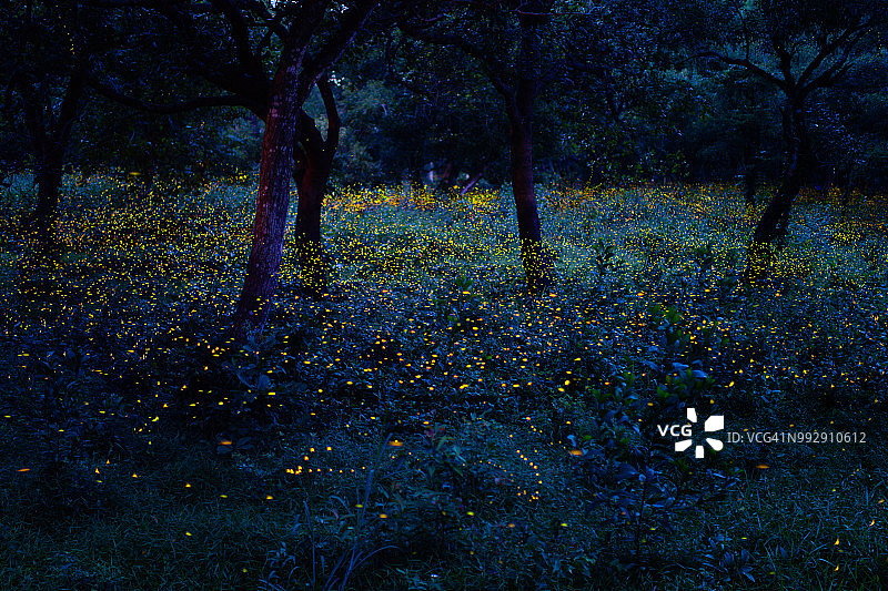 萤火虫图片素材