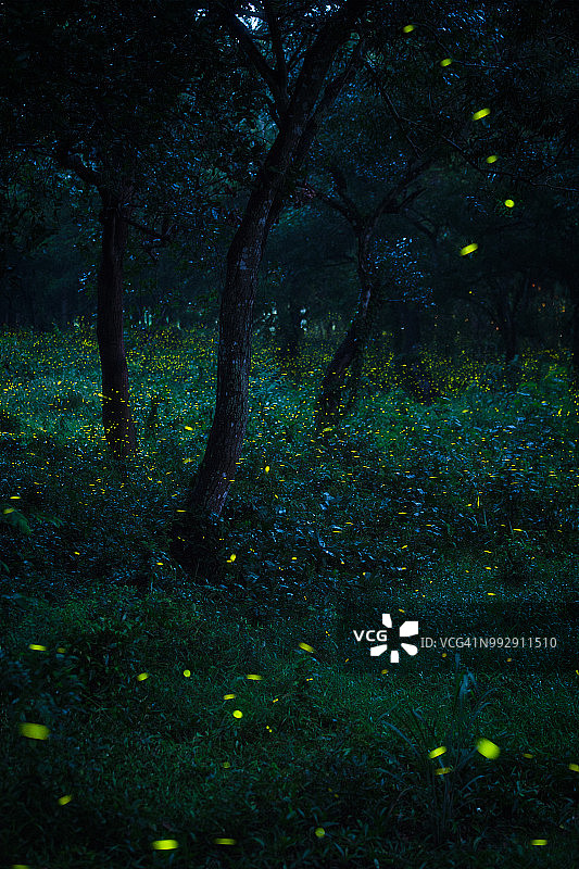 萤火虫图片素材