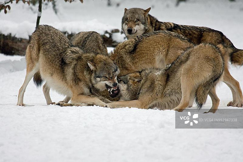 雪地中争斗的狼（灰狼），圈养，德国图片素材