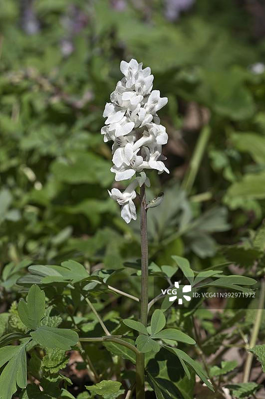德国巴登-符腾堡州白色的紫堇花图片素材