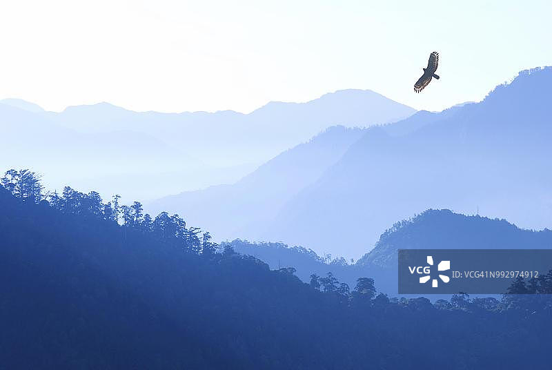 蛇雕飞越阿里山，中国台湾，早晨的薄雾中图片素材