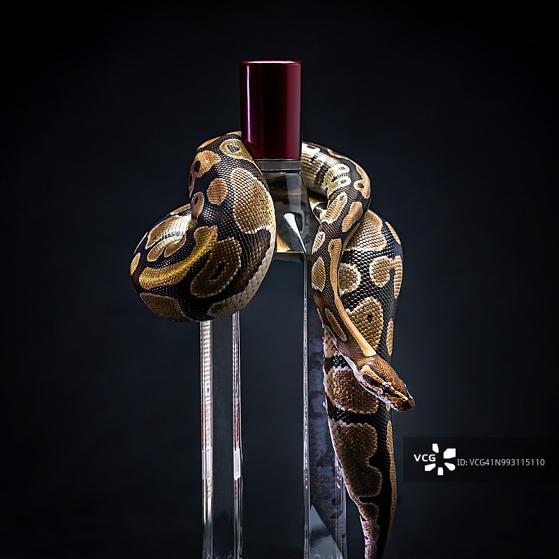 瓶子上的蟒蛇图片素材