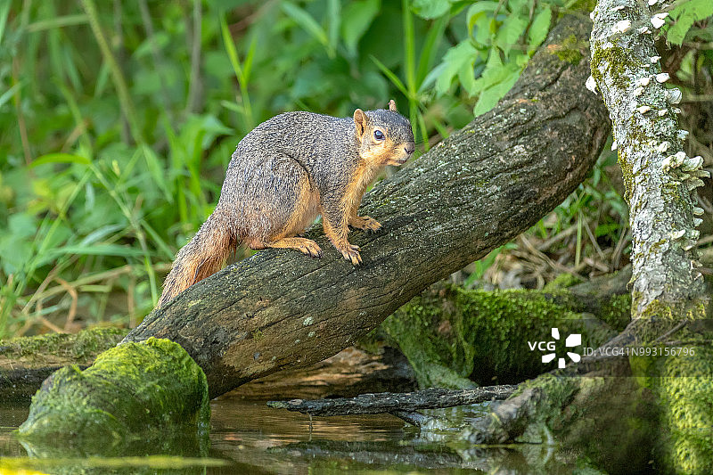 栖息在湿地木头上的土拨鼠图片素材