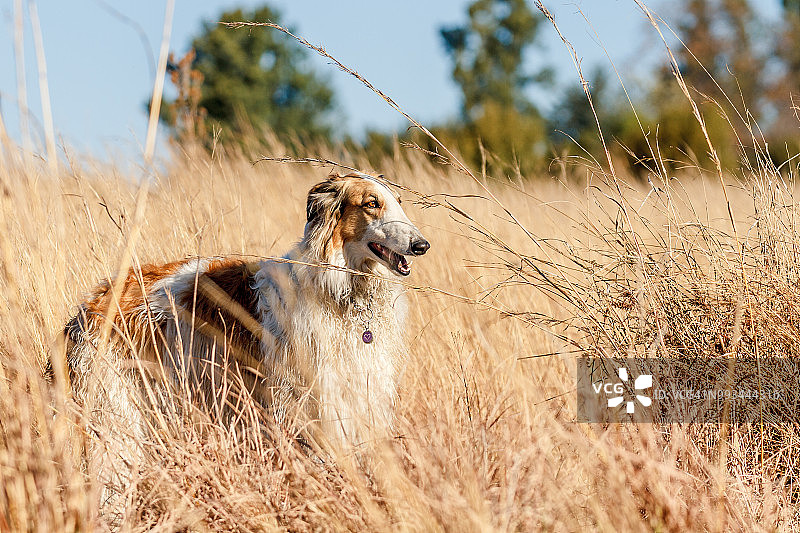 俄罗斯猎狼犬的自由图片素材