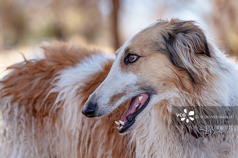 俄罗斯猎狼犬的肖像照图片素材