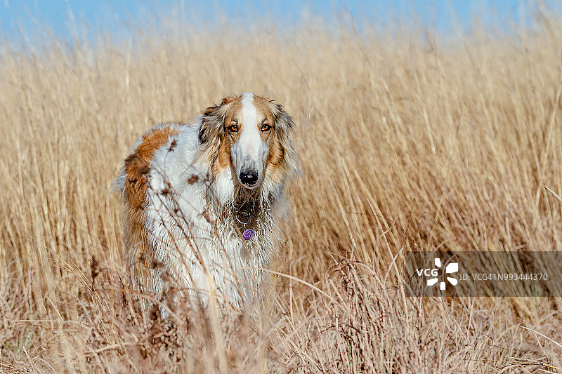 俄罗斯猎狼犬肖像图片素材
