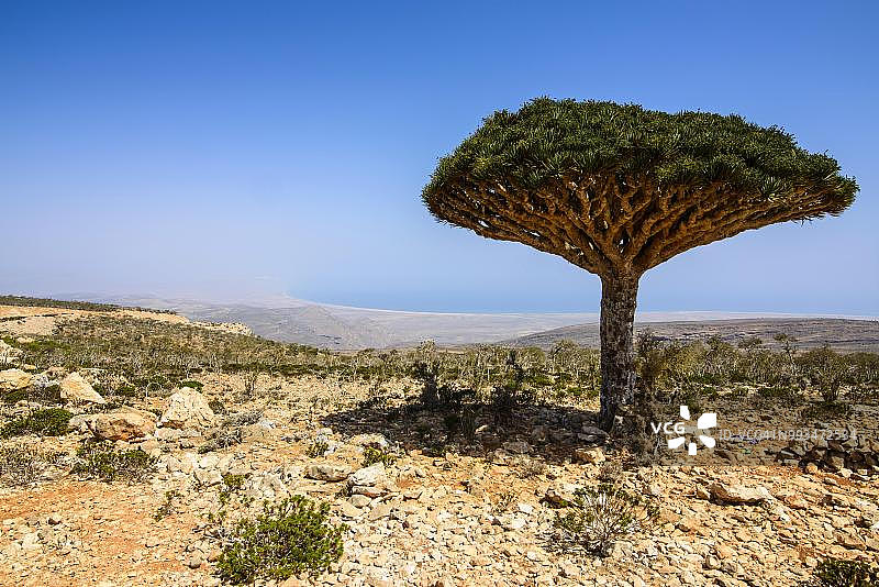 也门索科特拉岛迪克萨姆高原的索科特拉龙血树图片素材
