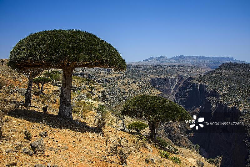 索科特拉也门迪克萨姆高原峡谷前的索科特拉龙血树图片素材