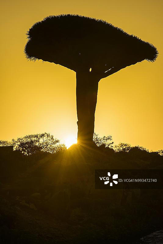 也门索科特拉岛迪克萨姆高原的索科特拉龙血树图片素材