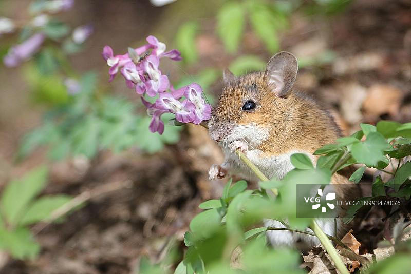德国黑森，黄颈鼠采食刻叶紫堇图片素材