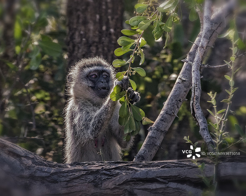 南非克鲁格国家公园里吃浆果的黑长尾猴图片素材