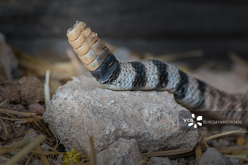 西部菱斑响尾蛇图片素材