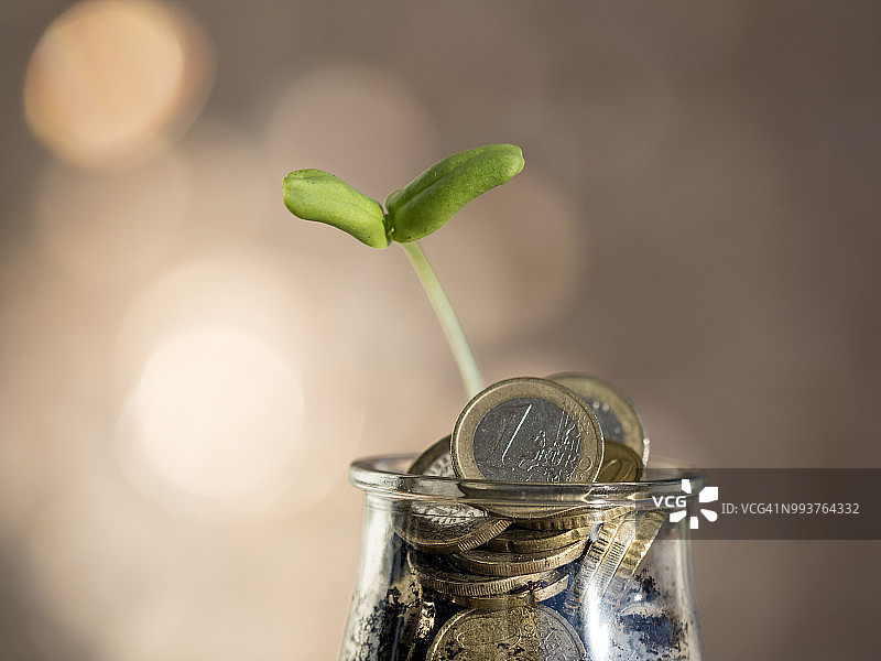 花盆中用欧元硬币施肥的植物图片素材