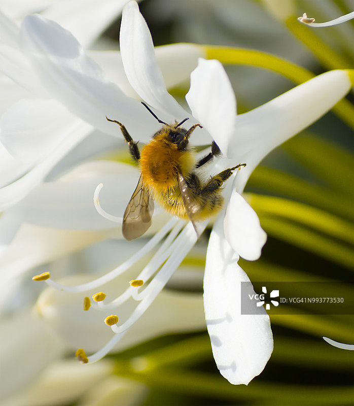 熊蜂吸食白色百子莲花蜜图片素材