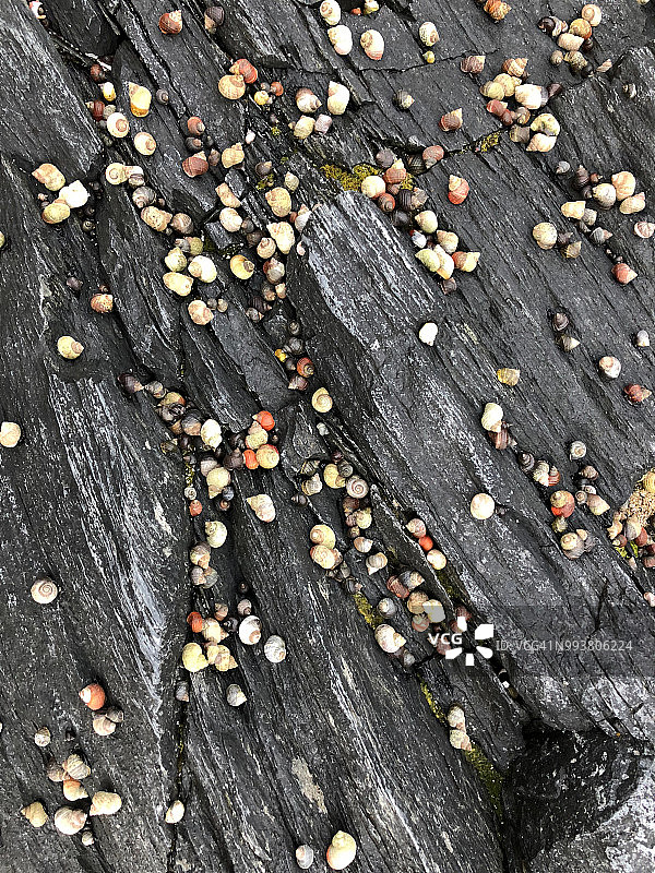 斯莱特内斯灯塔海岸岩石上的大型海螺群，挪威北部图片素材