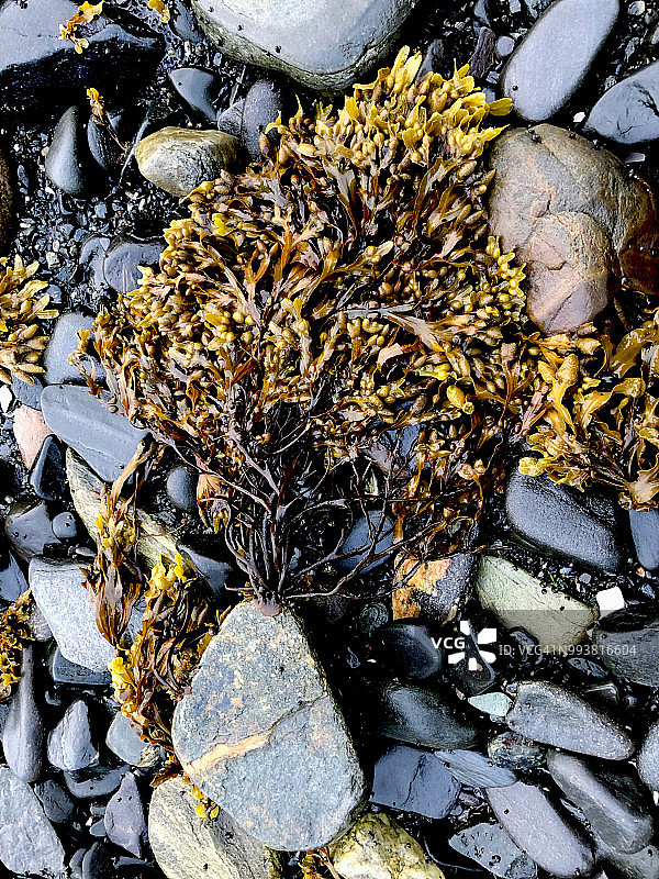 挪威奥尔德达伦海岸石头上生长的藻类特写图片素材