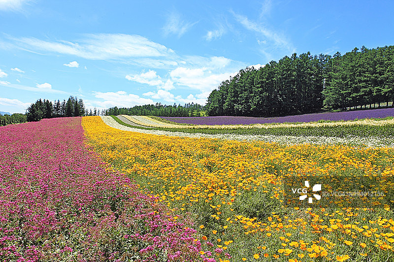 富田农场花田图片素材