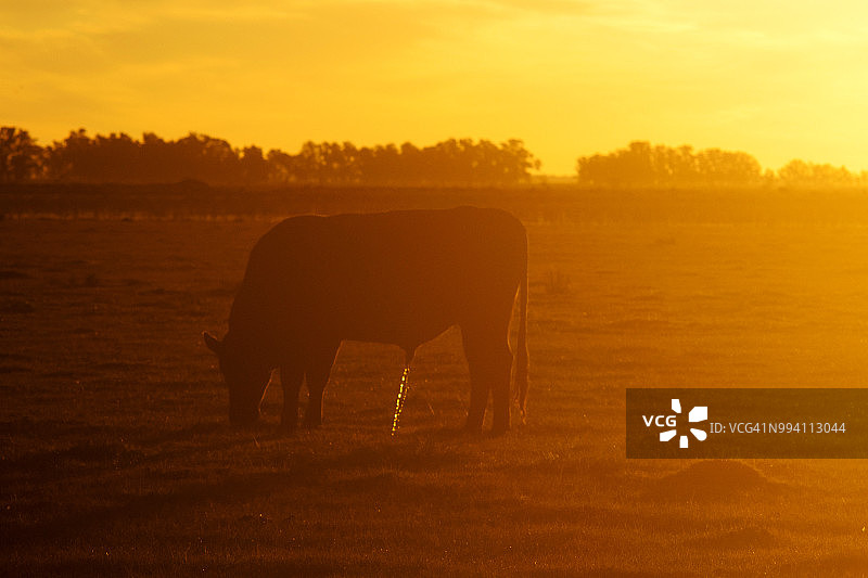 黄昏时分牧场上的牛群图片素材