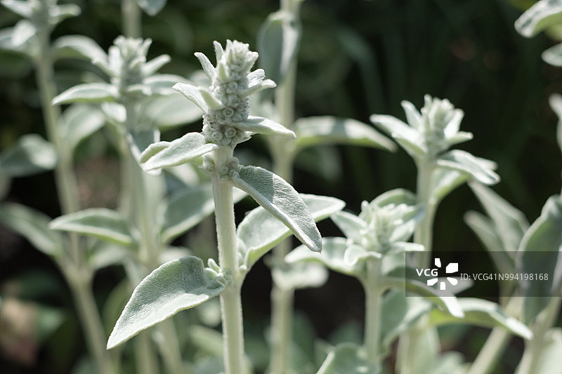 羊耳朵图片素材