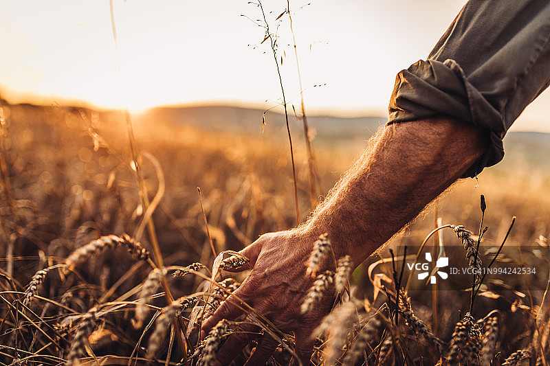 农民走在田野里，触摸金色的麦穗图片素材