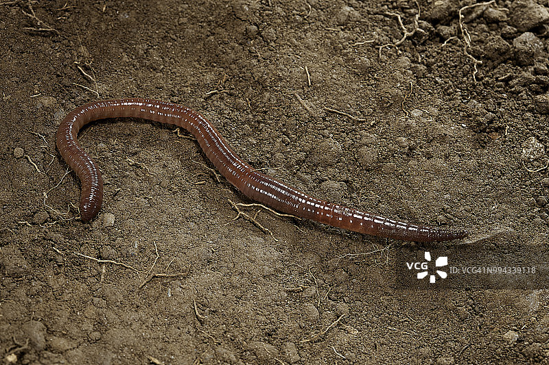 蚯蚓图片素材