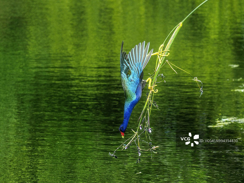 色彩鲜艳的紫水鸡栖息在细长的芦苇上图片素材