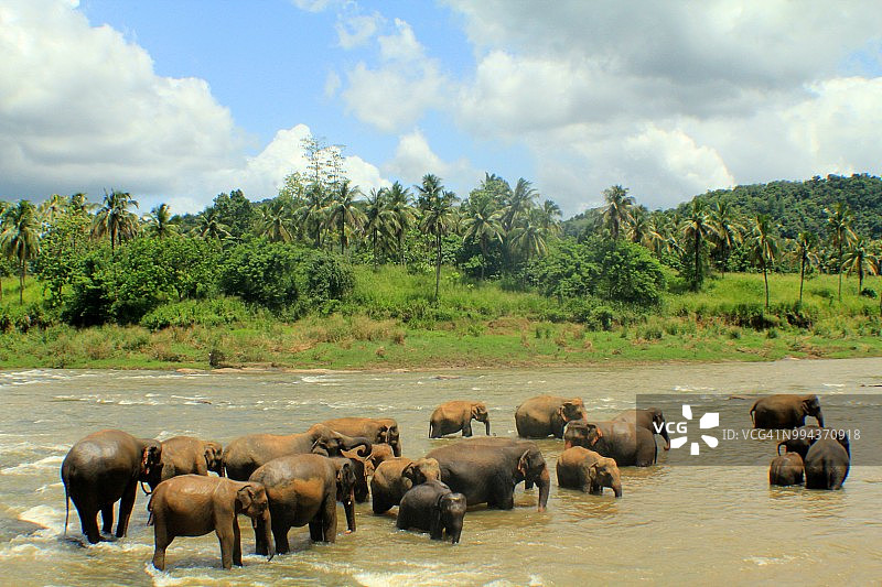 亚洲象群图片素材