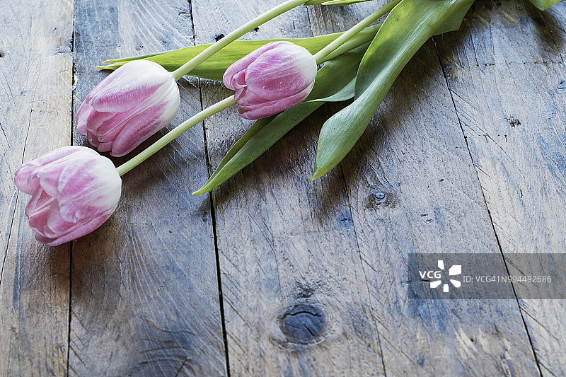 乡村木质背景上的三朵郁金香花特写。有选择性聚焦和文案空间。图片素材