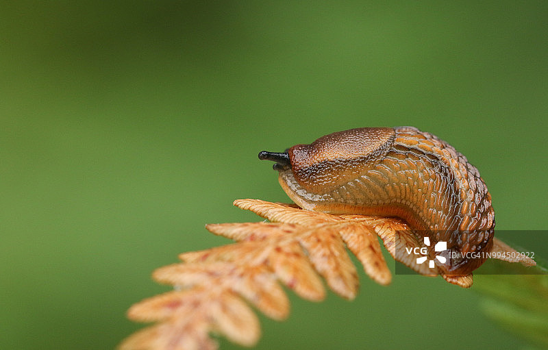 栖息在林地蕨类植物叶子上的漂亮暗色蛞蝓图片素材
