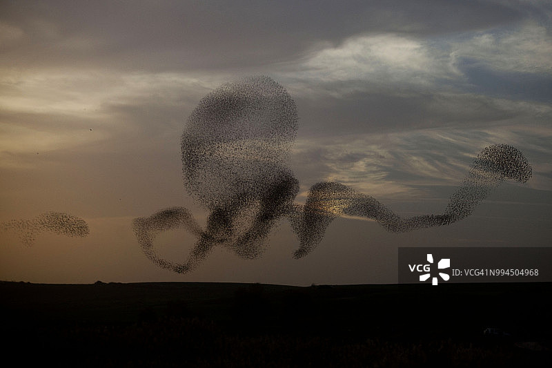 日落时分飞翔的群鸟图片素材