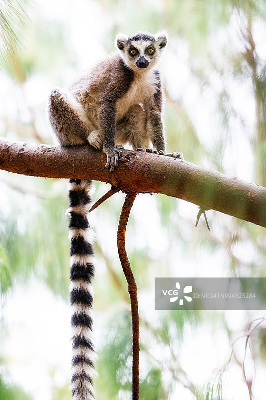 环尾狐猴图片素材