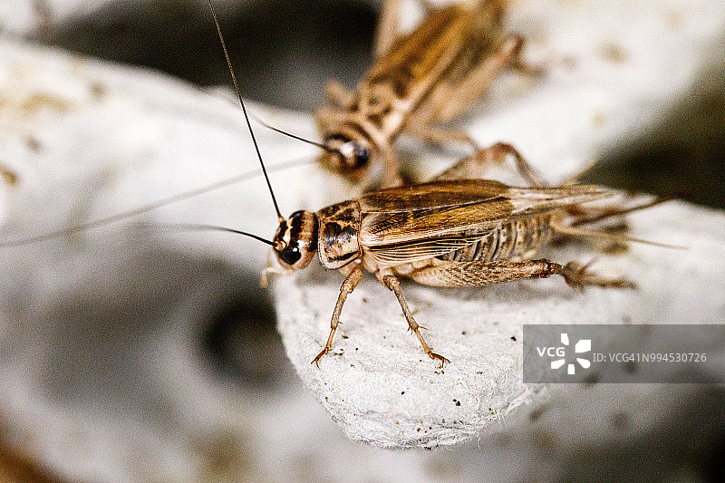 温控生长室中的蟋蟀图片素材