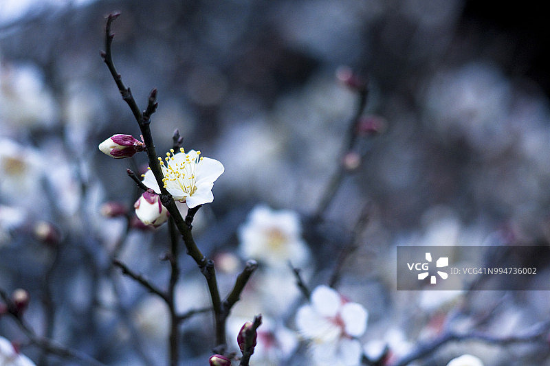白色梅花图片素材