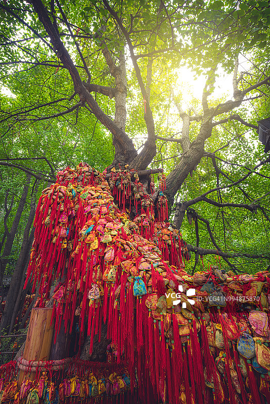 中国美丽的许愿树图片素材