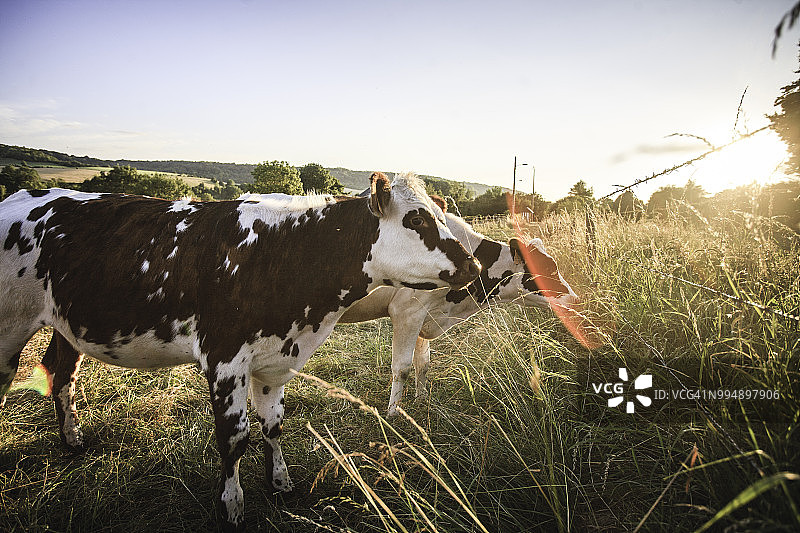诺曼底日落时分的两头牛图片素材
