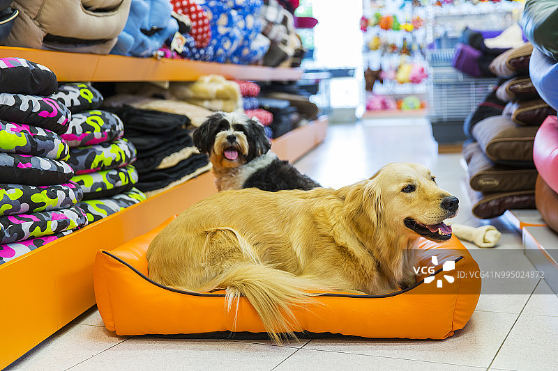 宠物店里宠物床上休息的可爱金色寻回犬图片素材