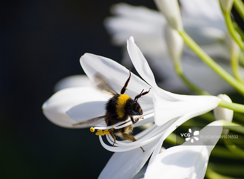 熊蜂吸食白色百子莲花蜜图片素材