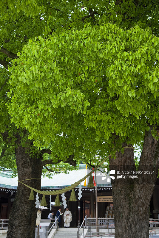 东京明治神宫的庭院香樟树图片素材