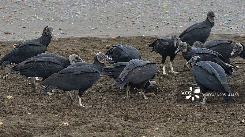 秃鹫吃海龟蛋图片素材