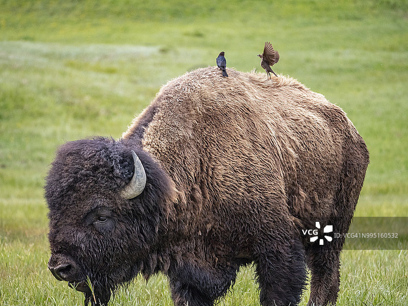 野牛与牛鹂一同吃草图片素材