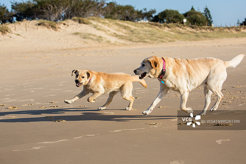 两只拉布拉多犬在海滩上玩耍图片素材