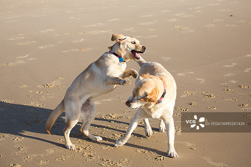 两只拉布拉多犬在海滩上玩耍图片素材