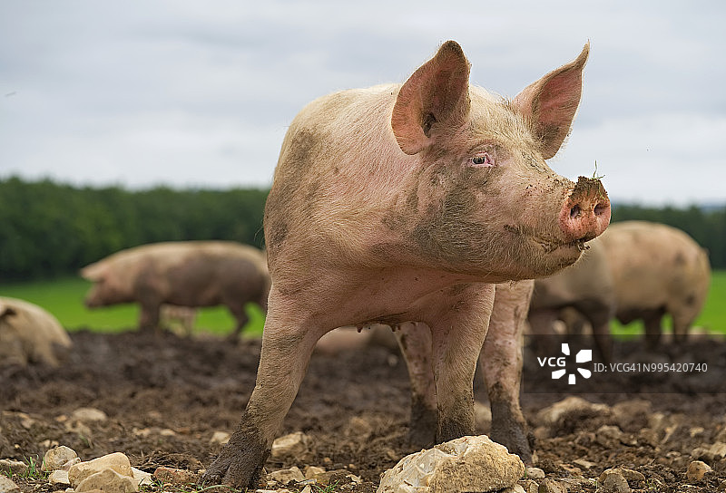 猪的特写图片素材