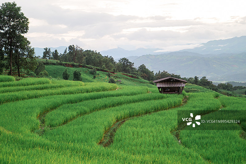 泰国北部雨季的翠绿稻田图片素材
