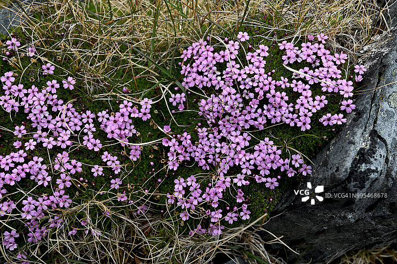 挪威斯莱特内斯灯塔附近的无茎蝇子草花朵特写图片素材