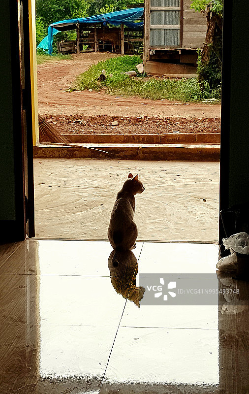 家门口的猫（泰国柯叻）图片素材