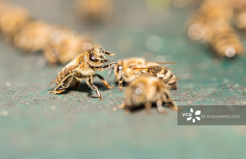 蜂箱旁的蜜蜂图片素材