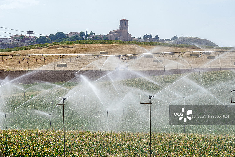 洋葱地图片素材